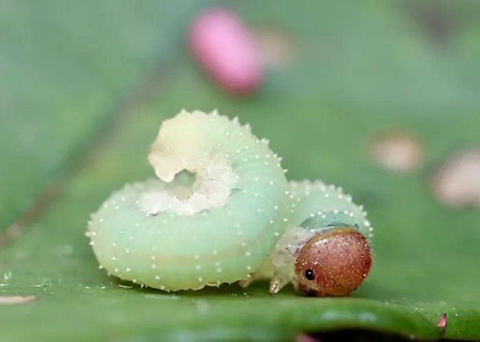 The Superworm
