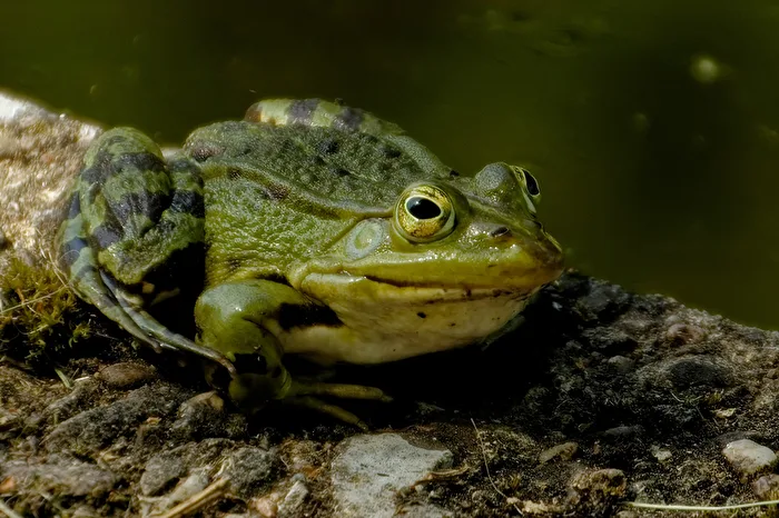 Frosch
