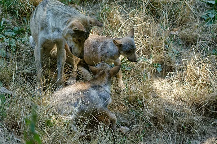 Timberwolf with puppies