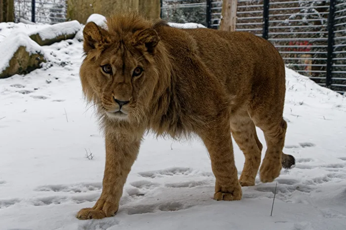 Löwe