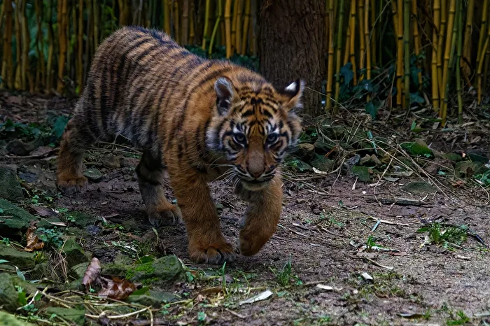 young tiger