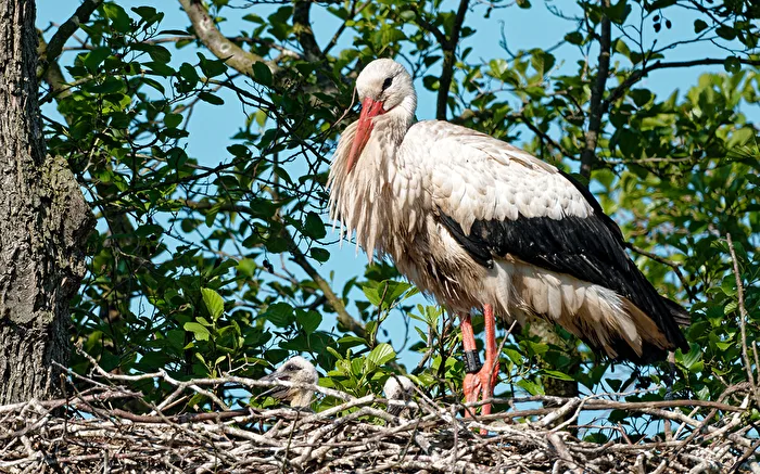 Weißstorch mit zwei Küken