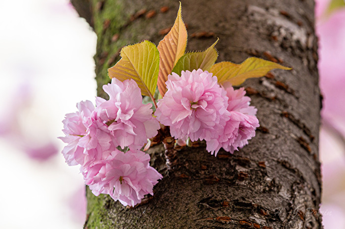 Kirschblüte in Bonn
