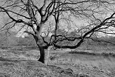 Der alte Baum