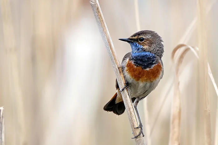 Bluethroat