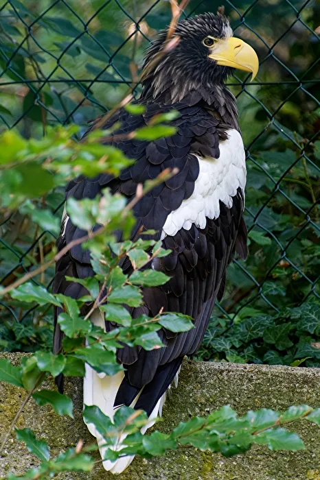 Steller's Sea Eagle