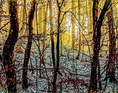 Wald