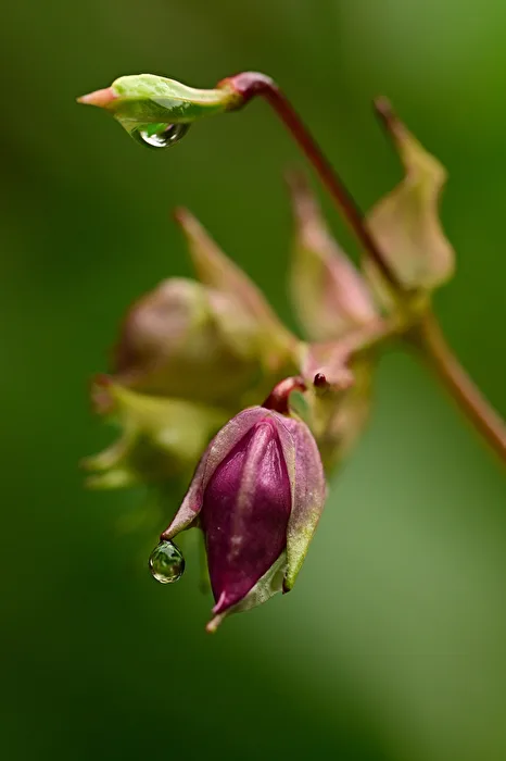 Tears in Rain