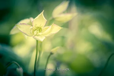 Waldrebe / Clematis