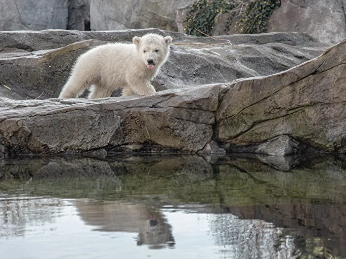 Polar Bear Finja
