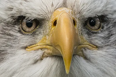 Bird of prey