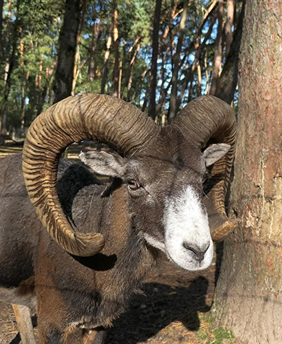 Muflón europeo