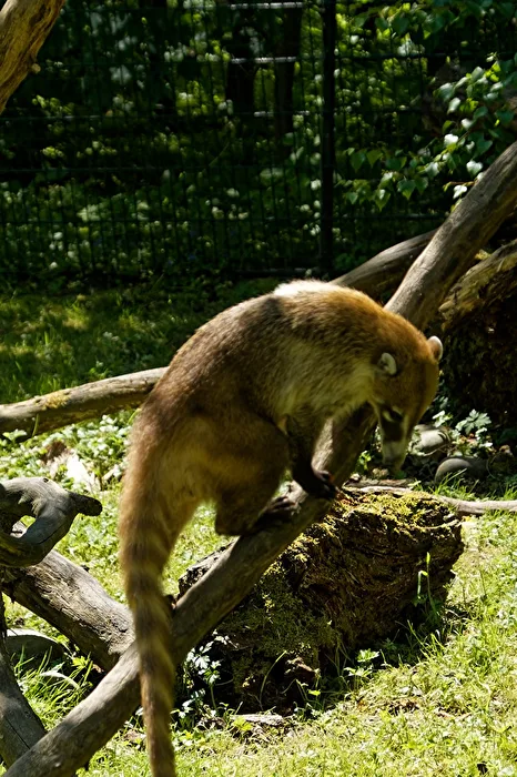 Coati