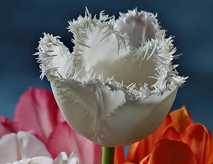 Tulip