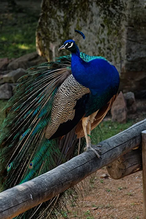 Pfau