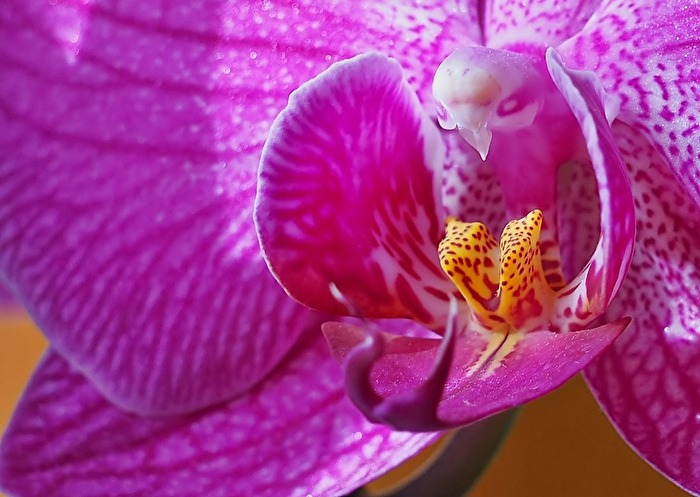 Orchideen Blüte