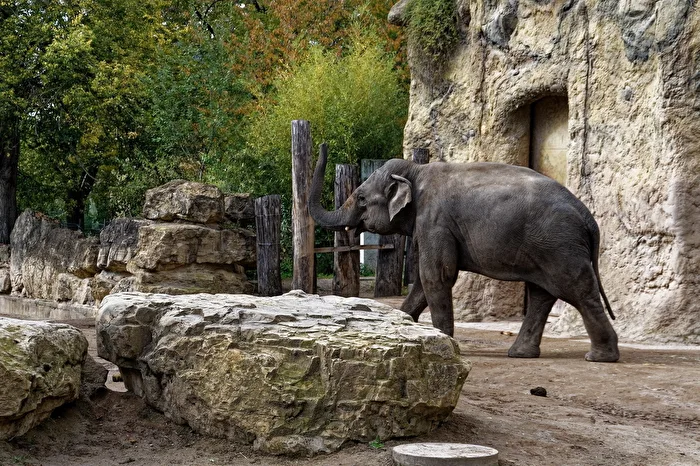 Elephant