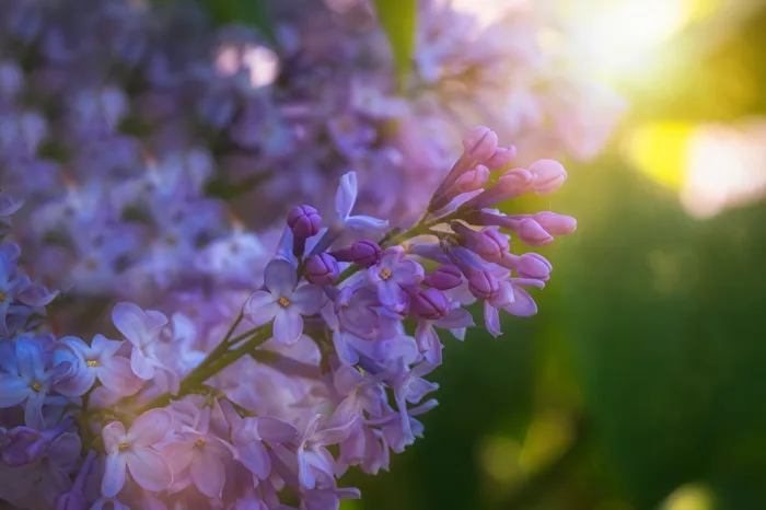 In the sunlight