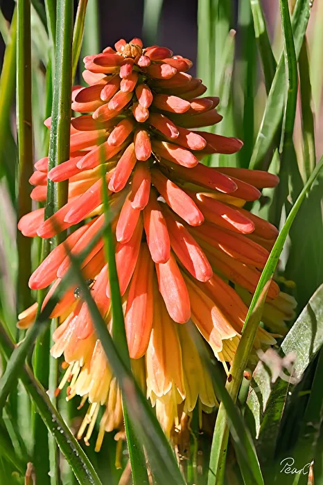 Torch Lily