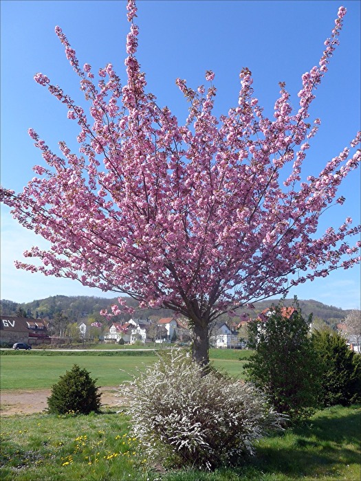 Frühlingsstimmung