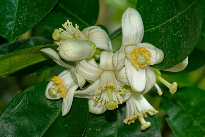 Citrusblüten