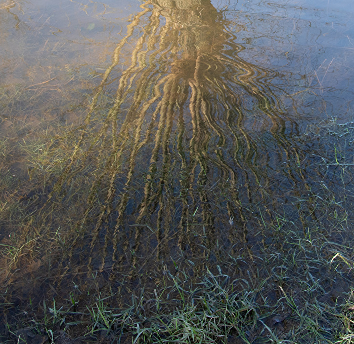 Rhein-Hochwasser im Urdenbacher Kämpen 2