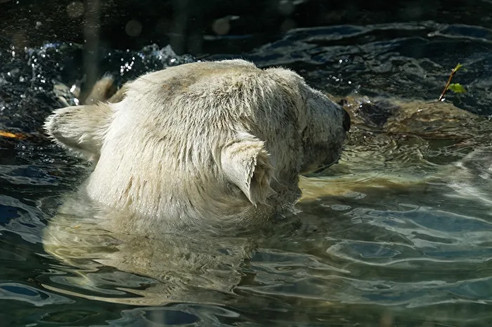 Polar Bear