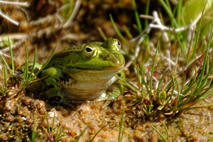 Frosch