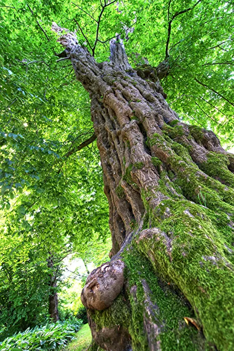 A somewhat different tree