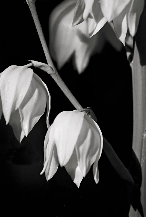 Palm Lily