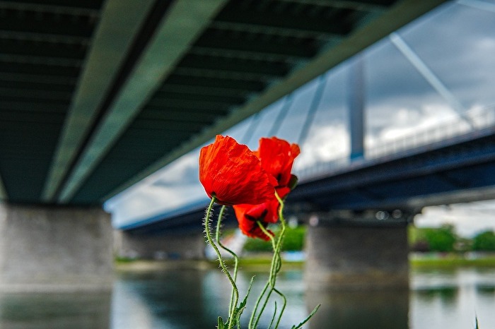 Schönheiten am Rhein