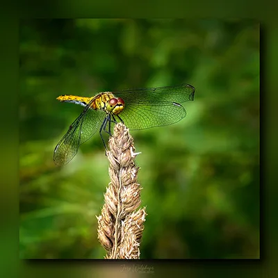 Libelle