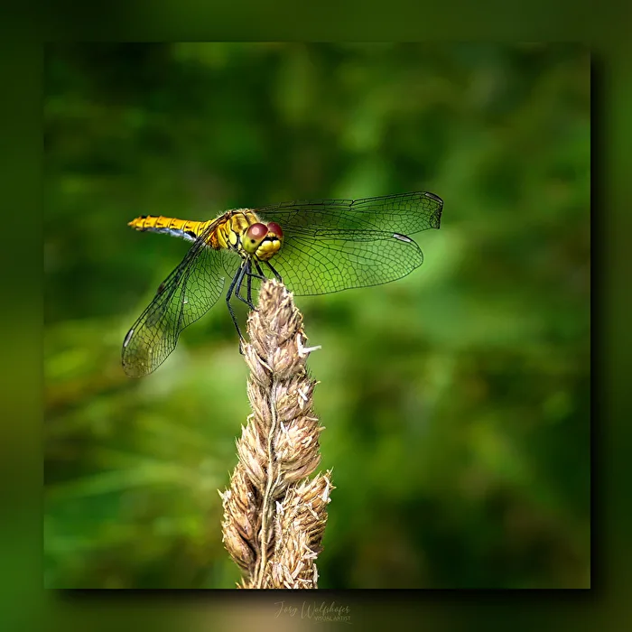 Dragonfly