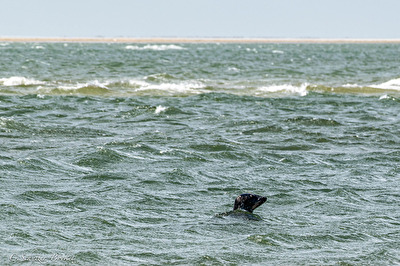 Fanö/ Strand Sonderho