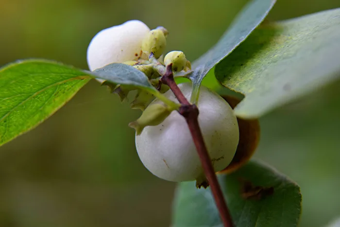 Bladder Senna