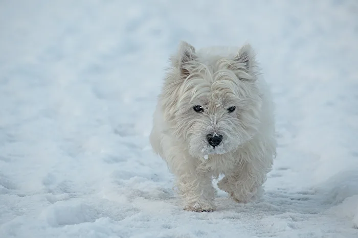 Hund Westi im Schnee