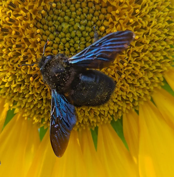 Large blue carpenter bee