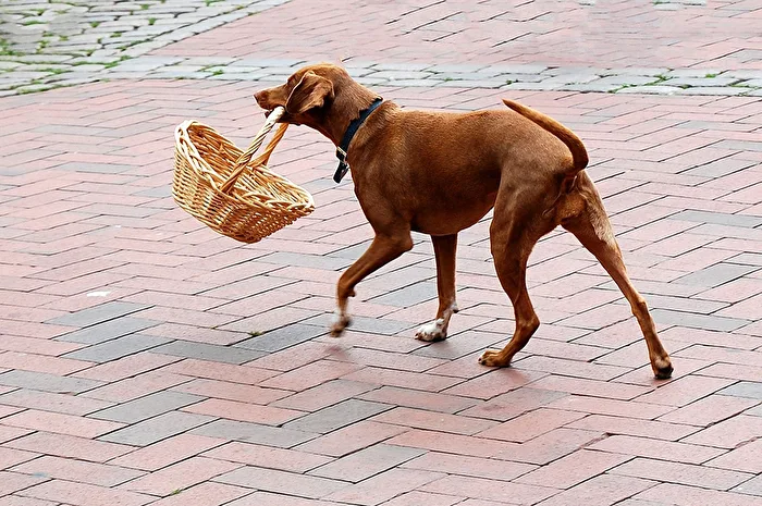 Dog goes shopping