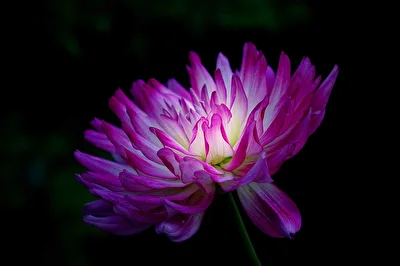 Dahlienblüte