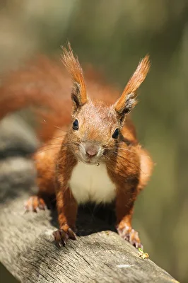 Eichhörnchen - hast du was zu essen?