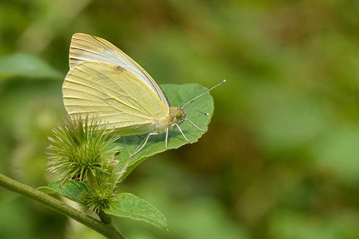 Großer Kohlweißling
