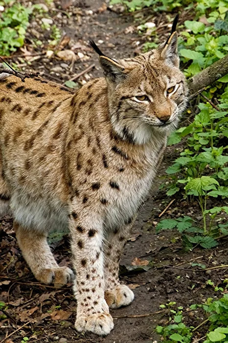 Lynx des Carpates
