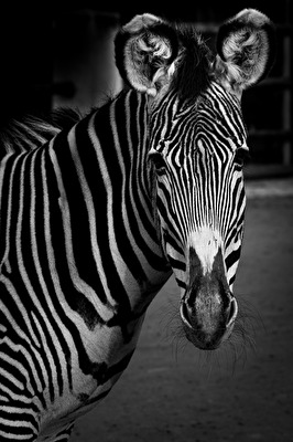 Neugieriges Zebra