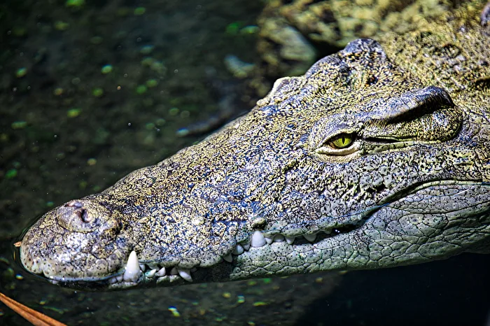 Nile Crocodile