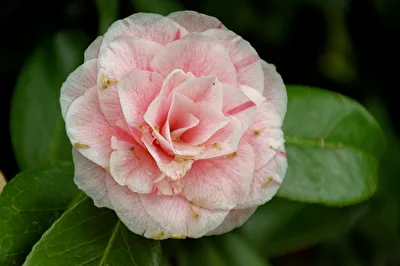 Camelia