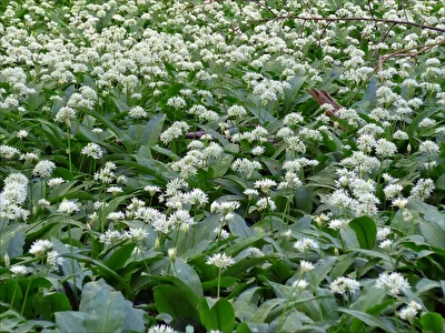 Bärlauchblüte
