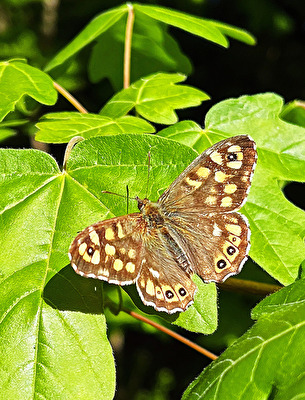 Schmetterling