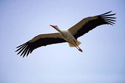 Segelflieger