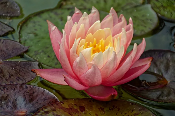 Seerose