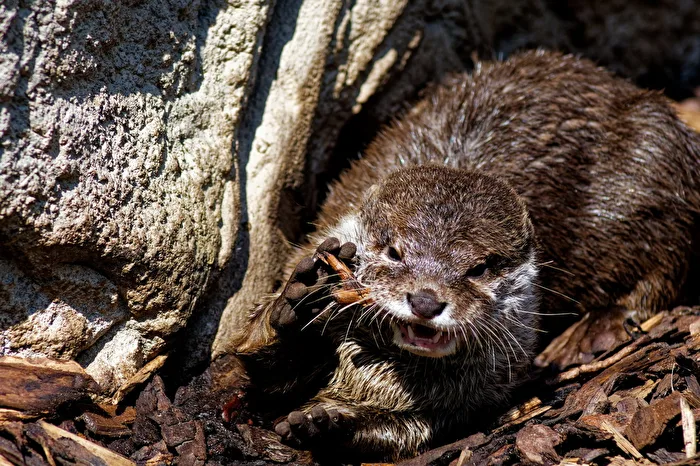 Dwarf Otter